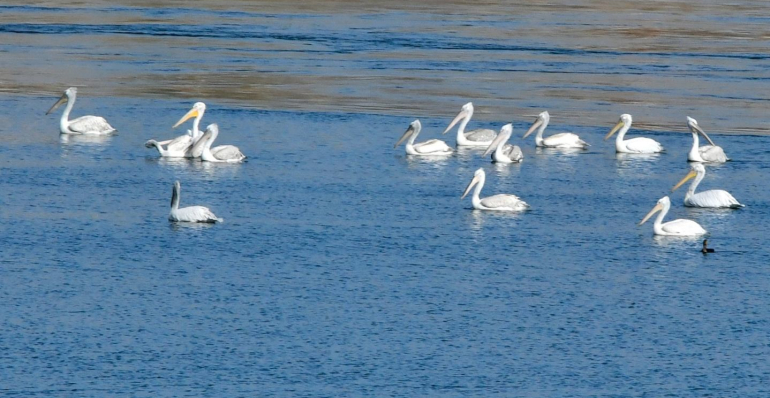 RECORD NUMBER OF THE DALMATIAN PELICANS HAVE BEEN RECORDED IN SERBIA!